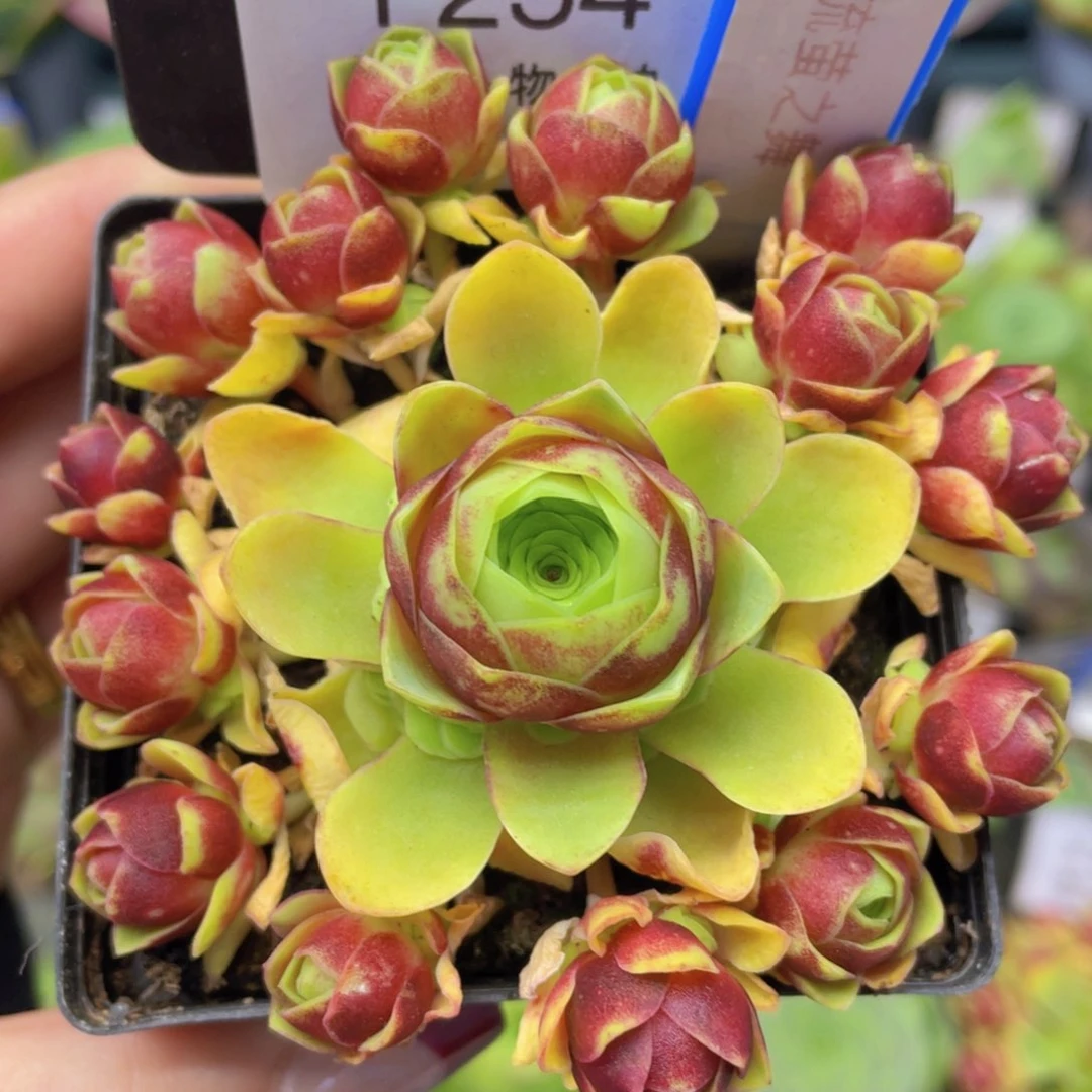 流萤之舞一物一拍254