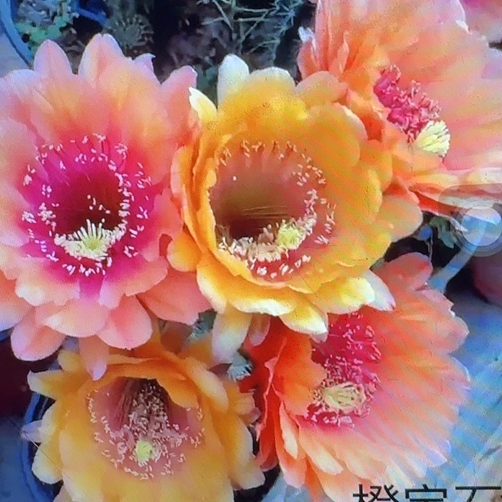 橙宝石带根高10公分左右毛花柱