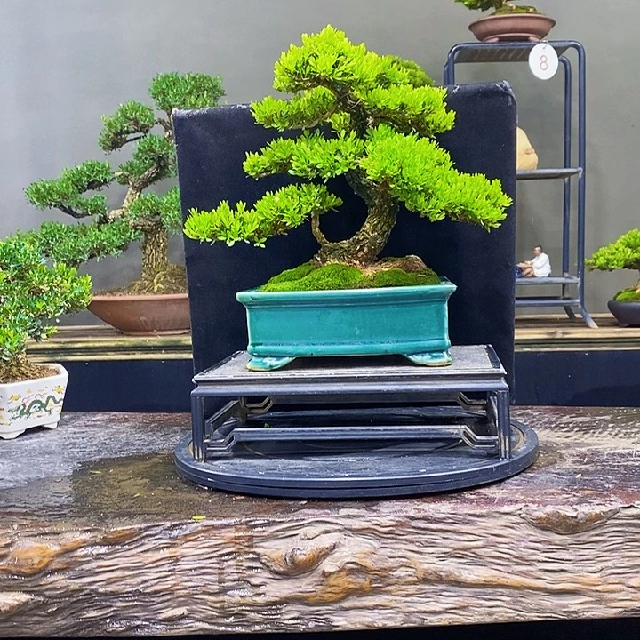 无花朵黄杨盆景四季常青h