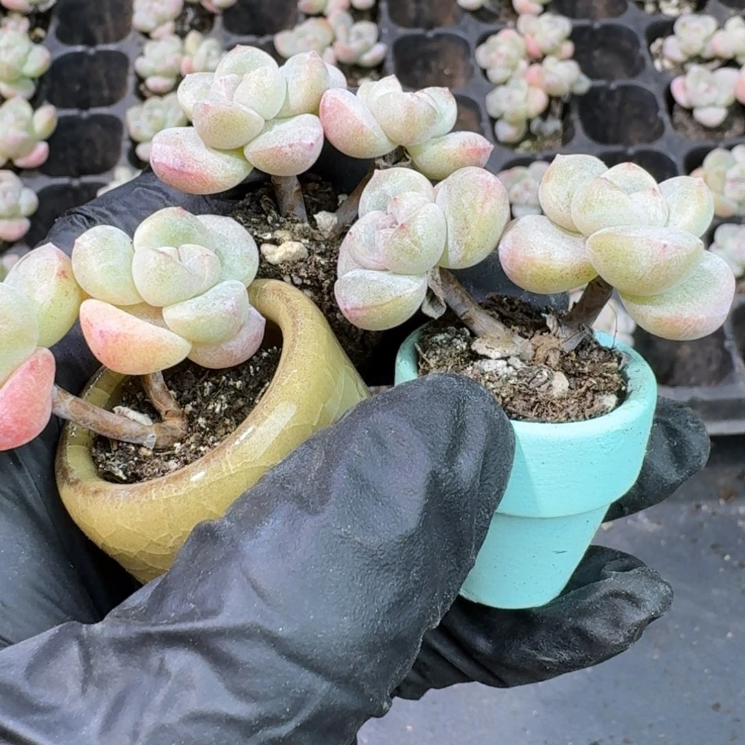 16号双头杆子冰玉到手5颗