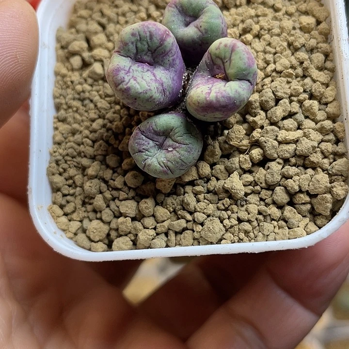 佳人园艺多肉生石花429小红嘴68