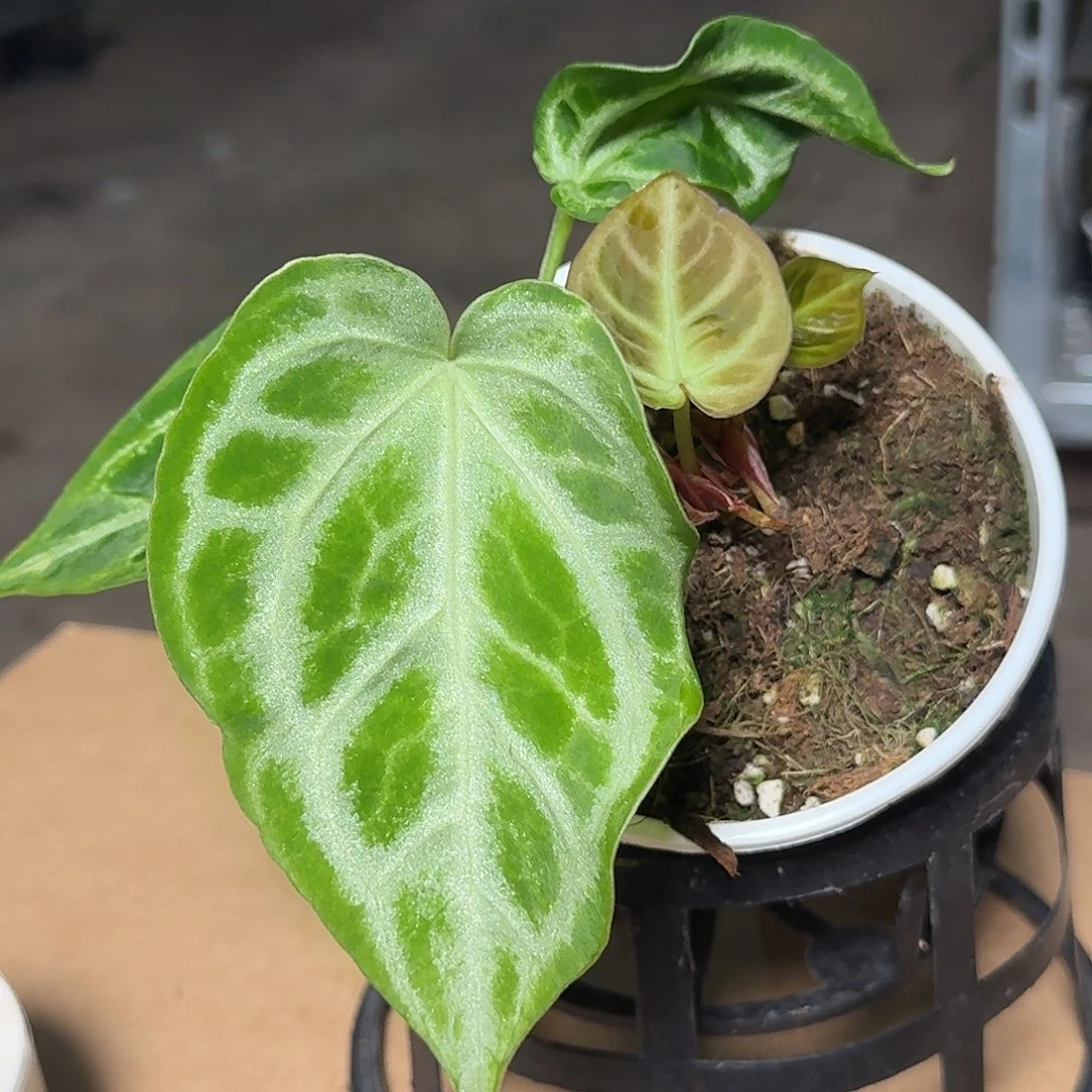 完全开放H57花烛一物一拍