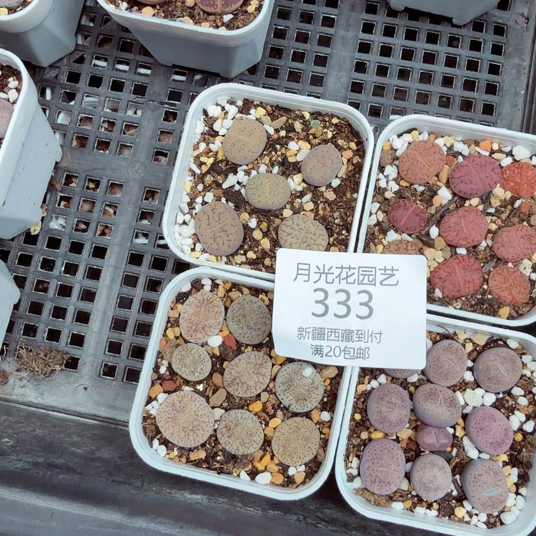 一***皮好喜欢看肖蘸唱歌跳舞333是