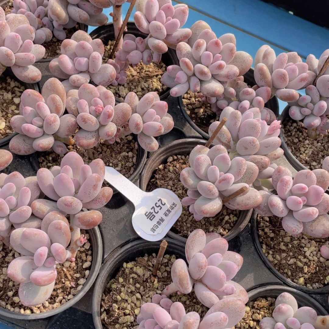 252号蛋黄奶高腿双头起一个