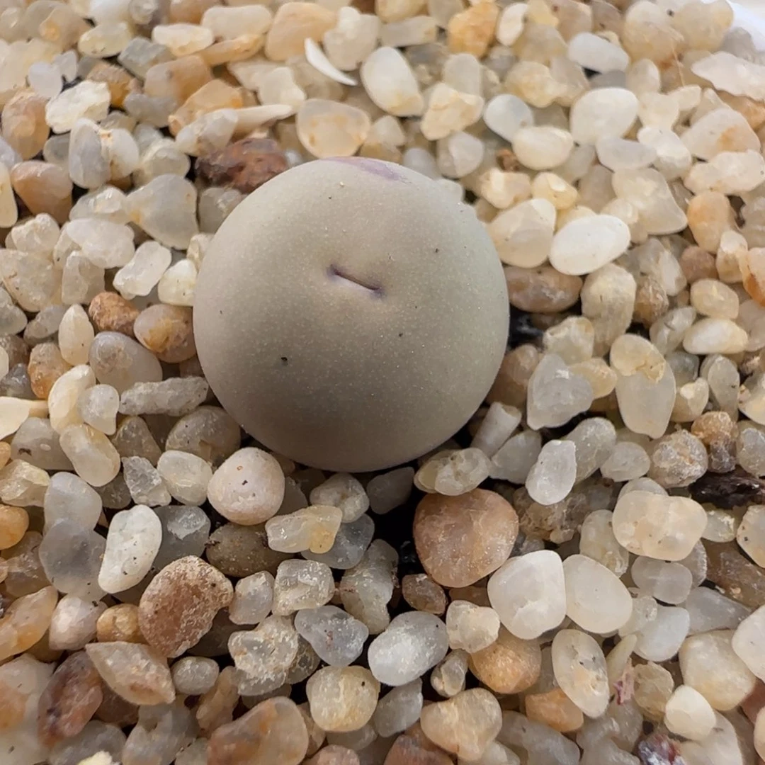 1.28多肉新年大福26号