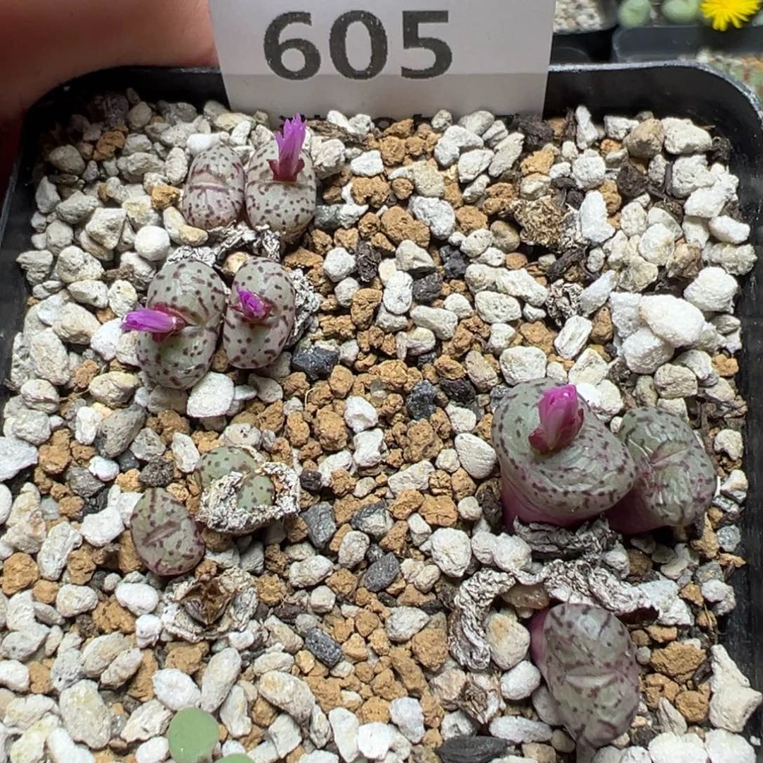 【闪购商品】605……