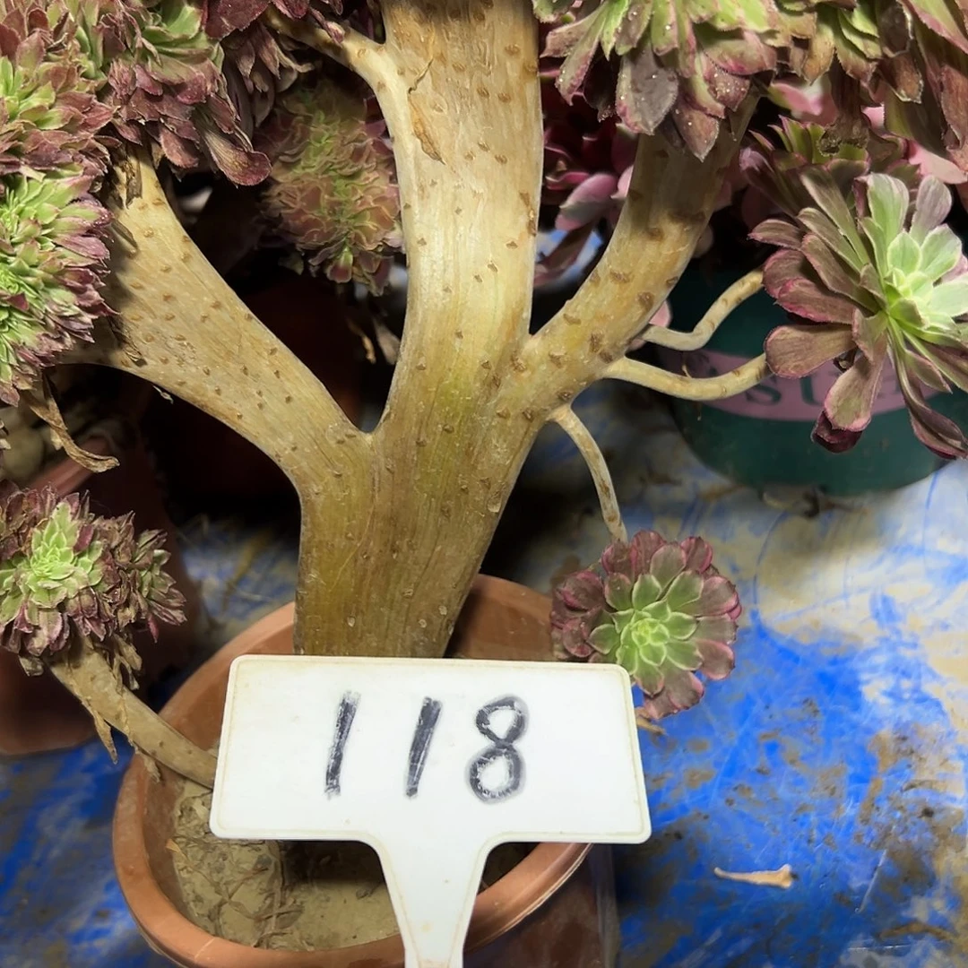 多肉植物水墨画缀花118