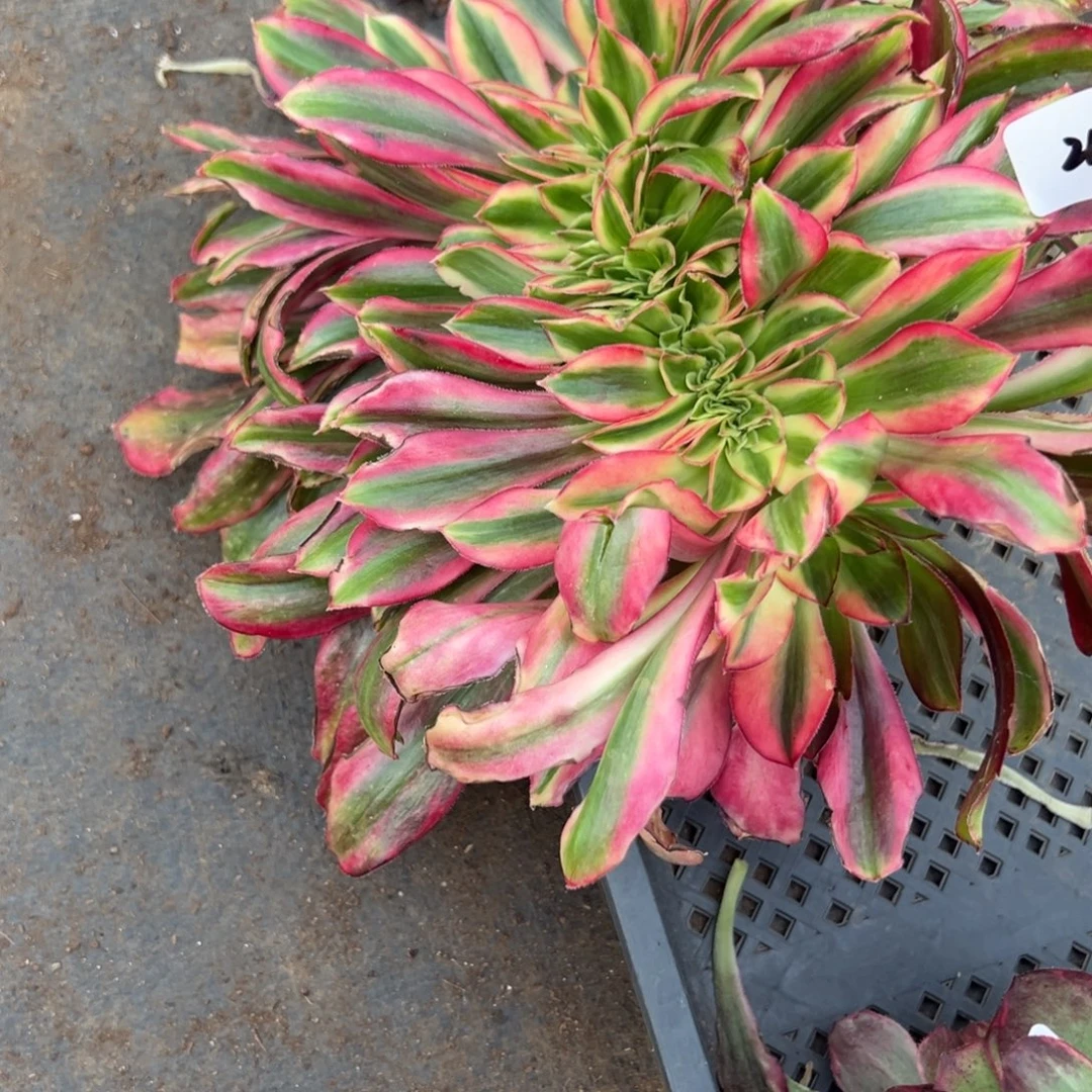 小***皮217花蝴蝶缀化多肉