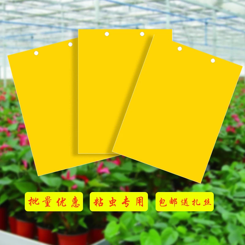 【旗舰品质】粘虫板黄板双面诱虫板贴纸灭沾果蝇诱捕器果园蚊子苍蝇
