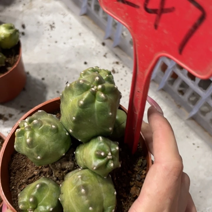 橙桃多头一物一拍247