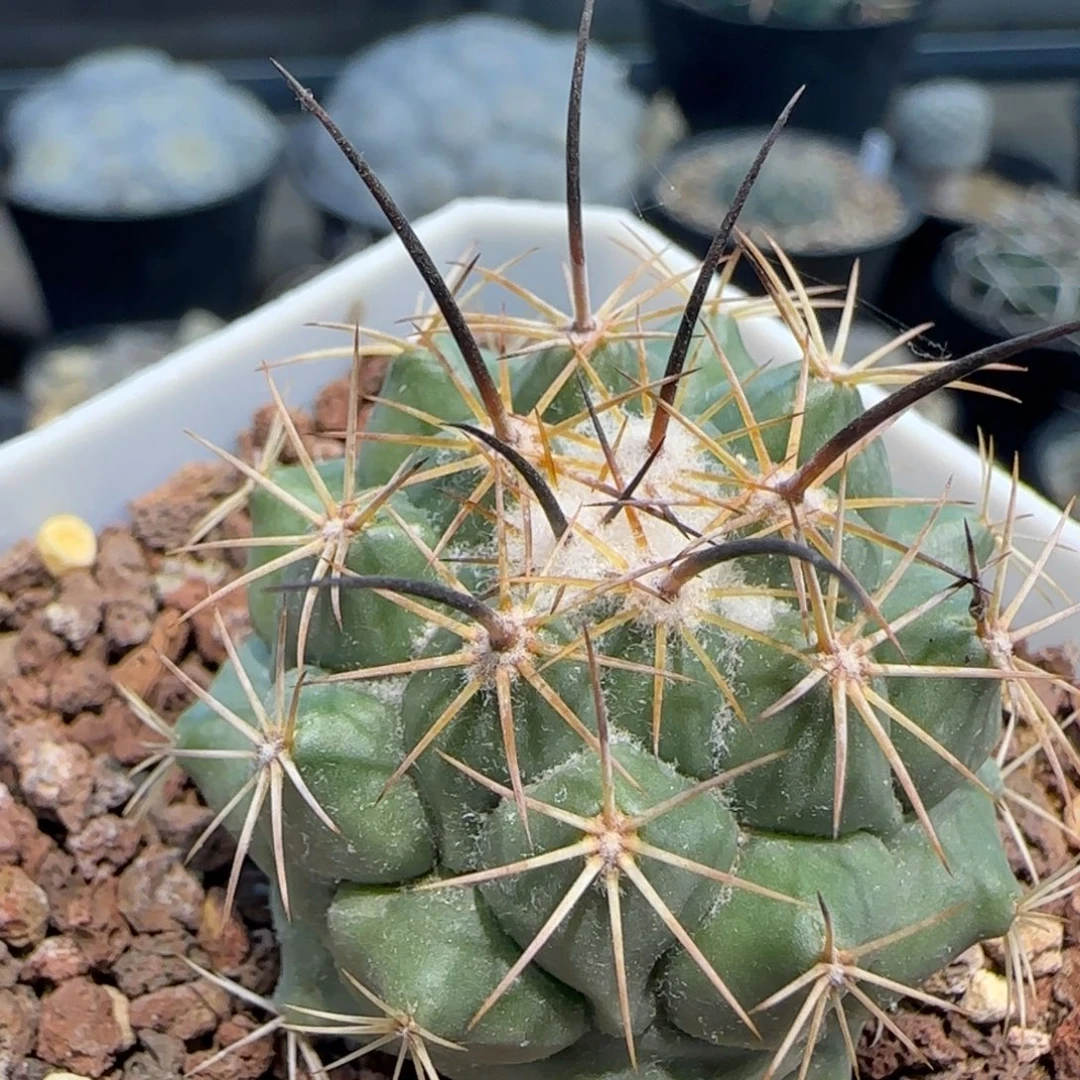 018实生枪骑士多肉4.1