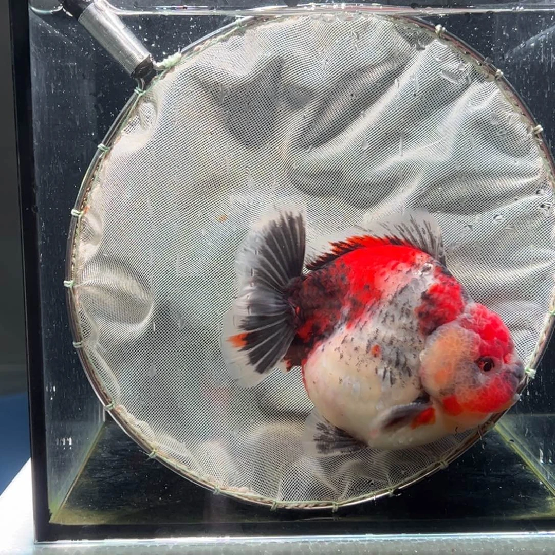 金鱼038。 99999999999