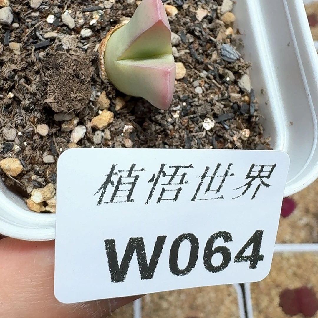 多肉植物的润泽额c g