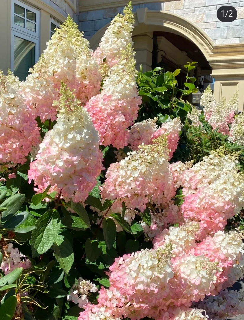 【香草草莓】绣球带花苞发货耐热耐寒易养护适合阳台庭院种植