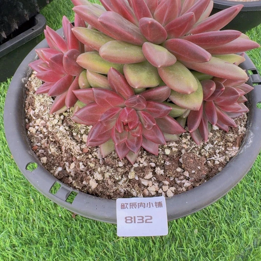 多肉植物迷雾泡泡8132