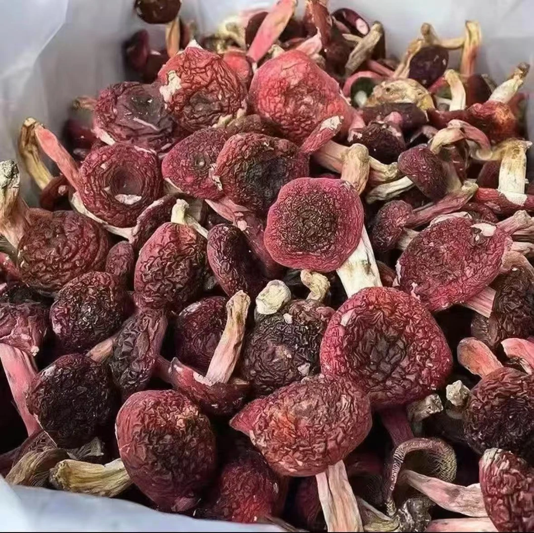 野生红菇干货精品