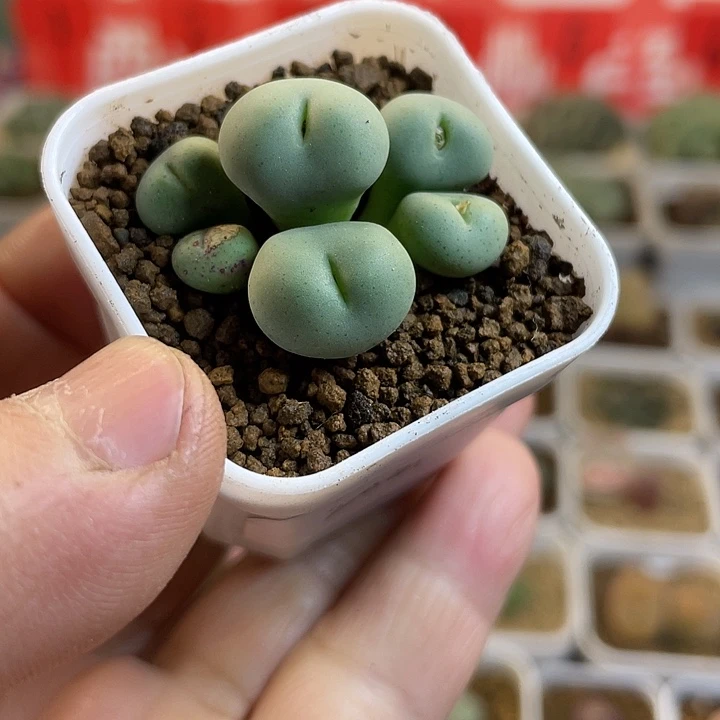 佳人园艺多肉生石花紫花大饼20