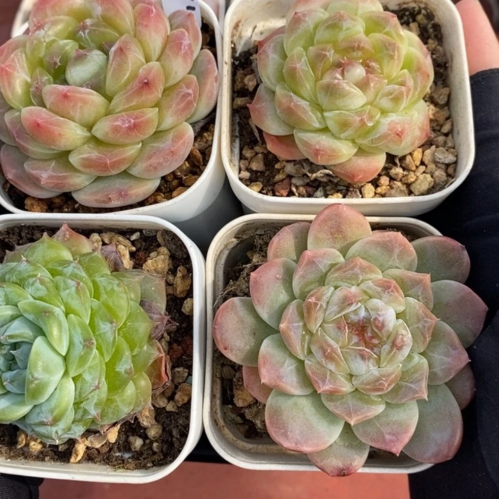 1125-527。冰魄4个