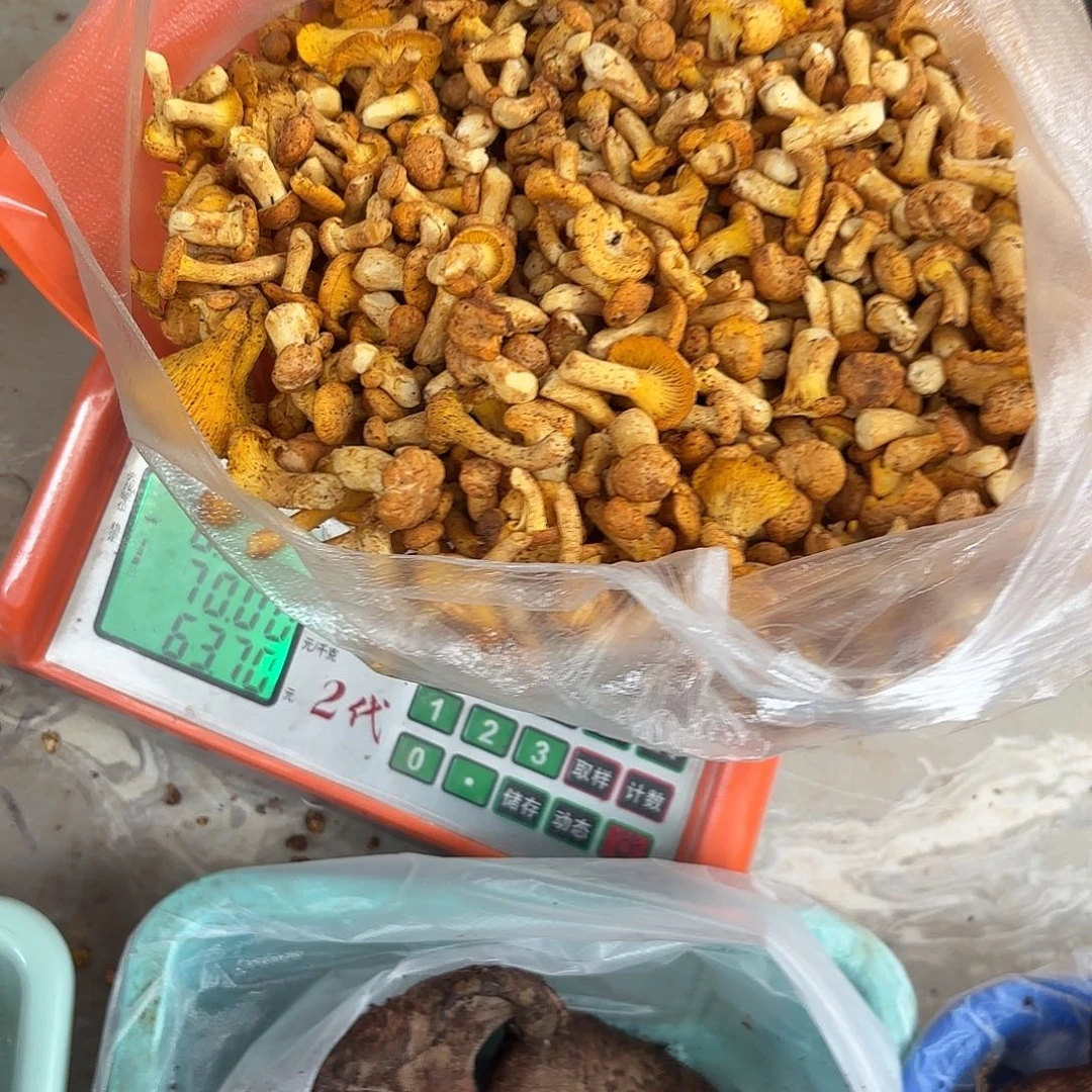 睡****云南南华野生菌中国大陆