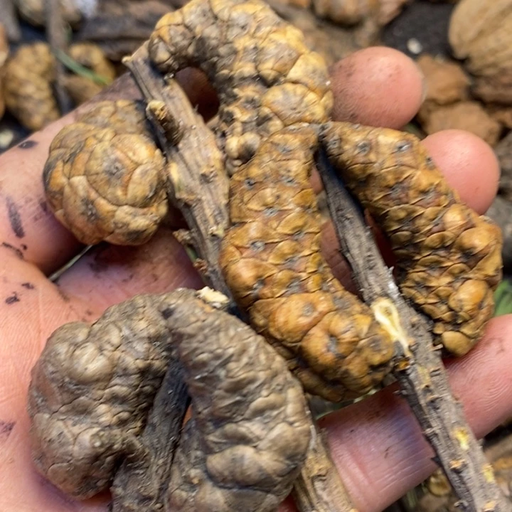 文玩核桃吊坠娜姐269