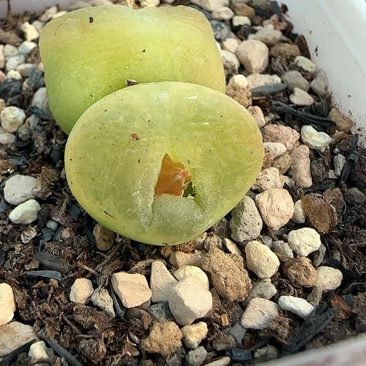 738双头毛11111111111111