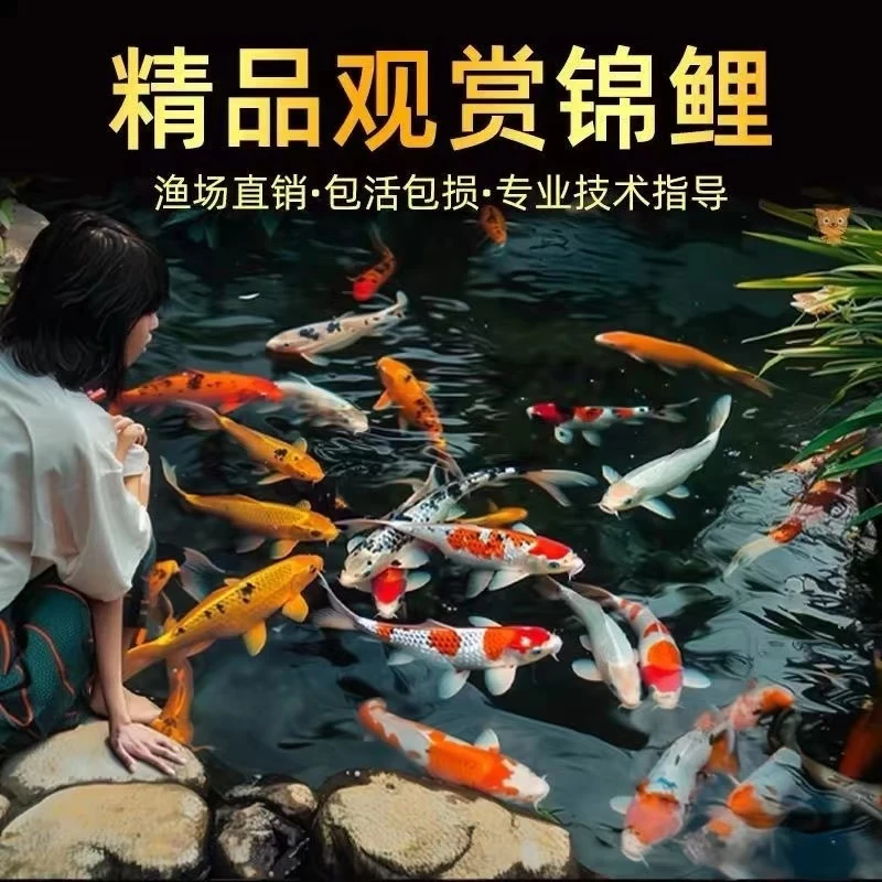 蓝牌101-200精品锦鲤鱼纯种红白观赏鱼冷水鱼日本大正三色