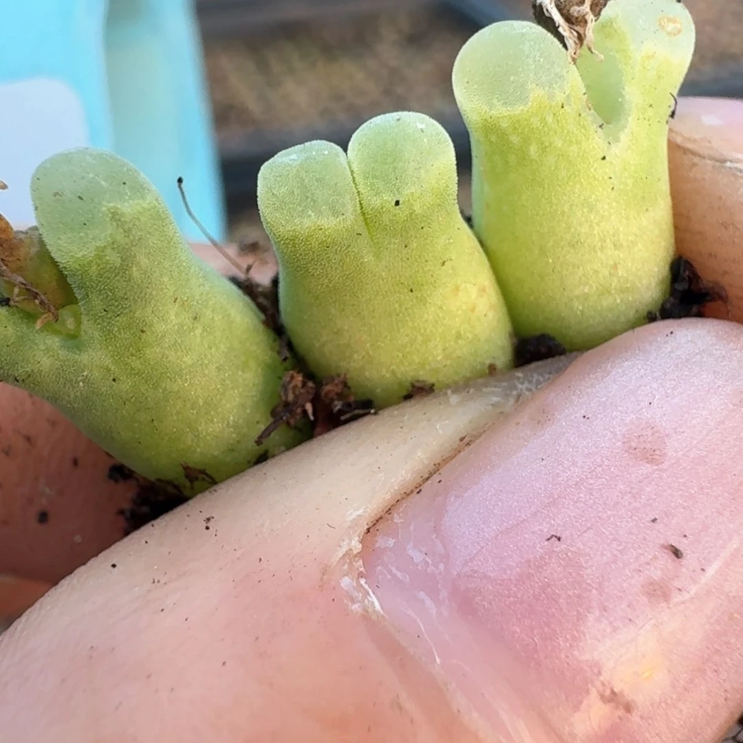 370三颗冰渣子风风