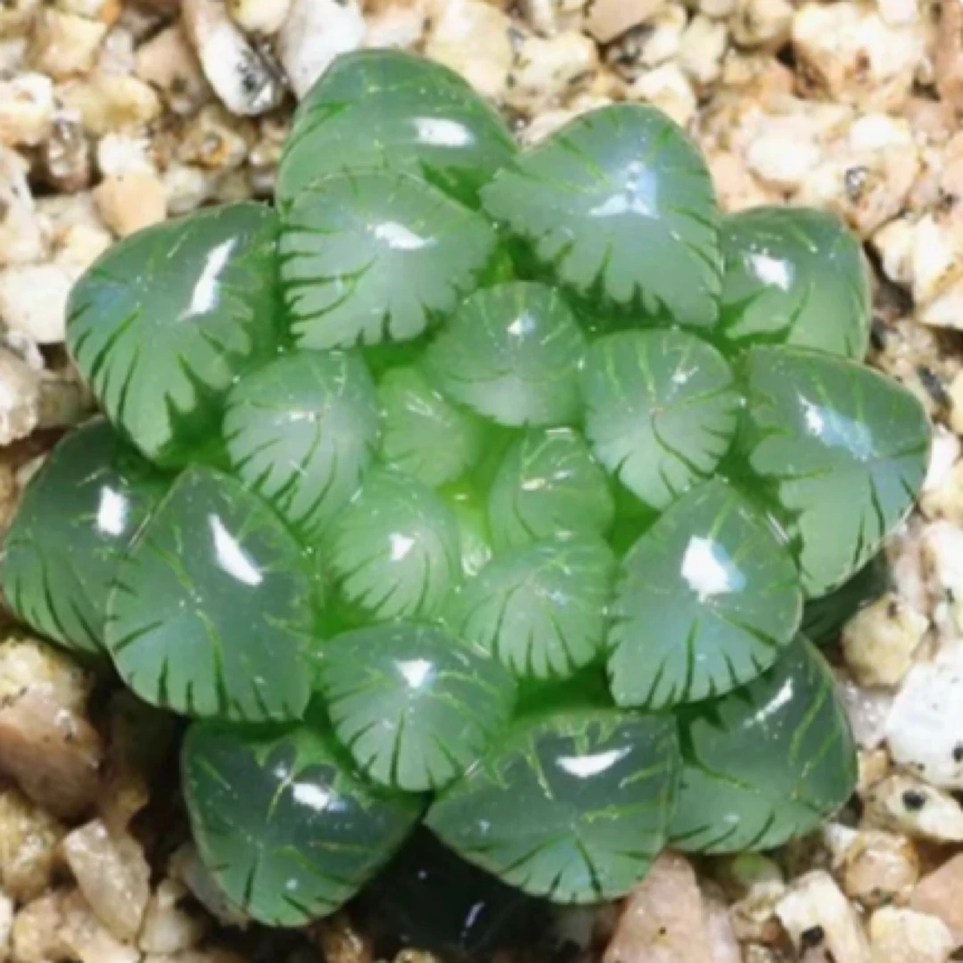 【满9.9包邮】姬玉露圆盆5㎝盆多肉植物阳台办公室花卉