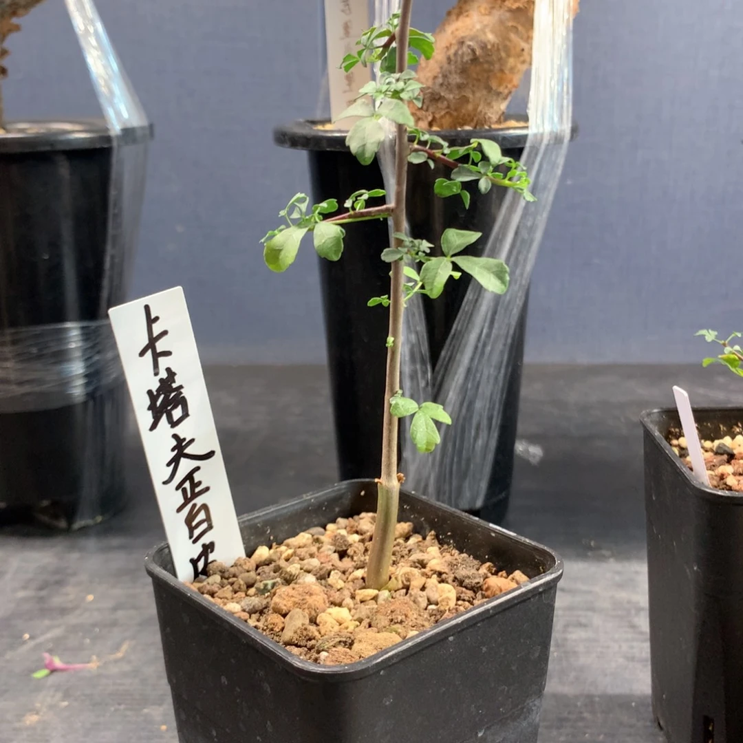 乐**。正白皮卡塔夫实生带盆