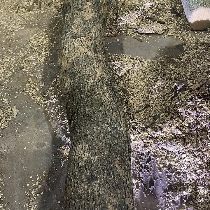 金丝楠木小叶桢楠