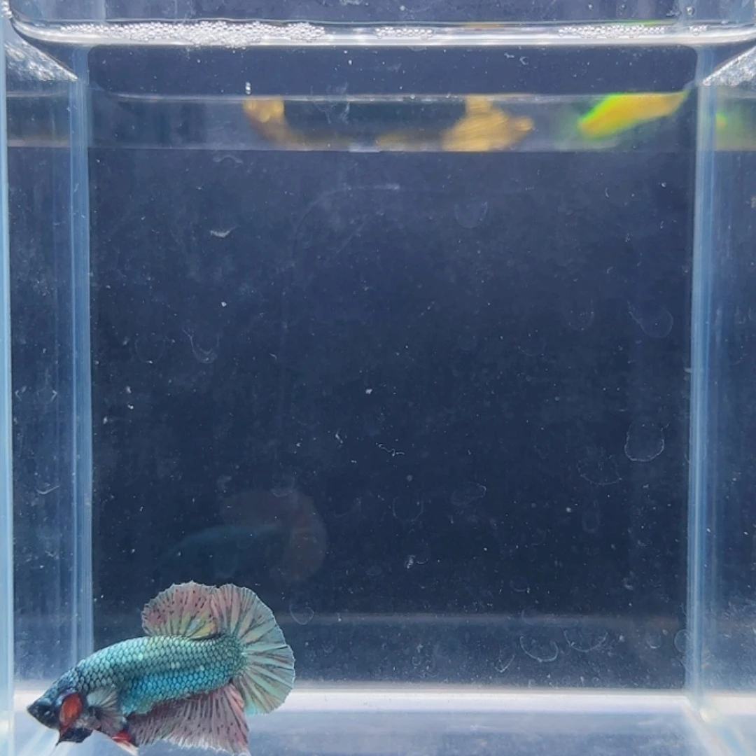 斗鱼活体观赏鱼好养耐活