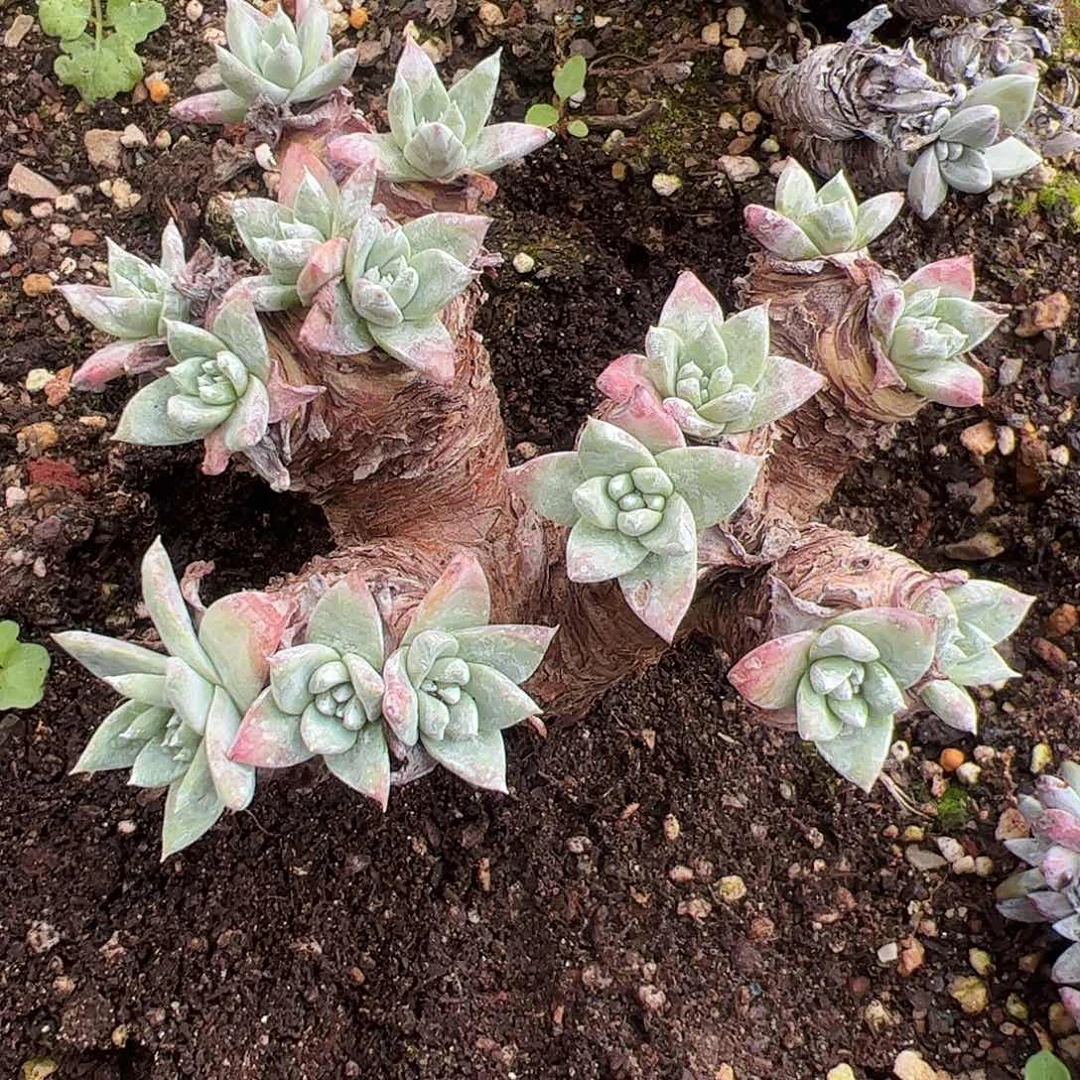 4458白姆仙女杯多肉