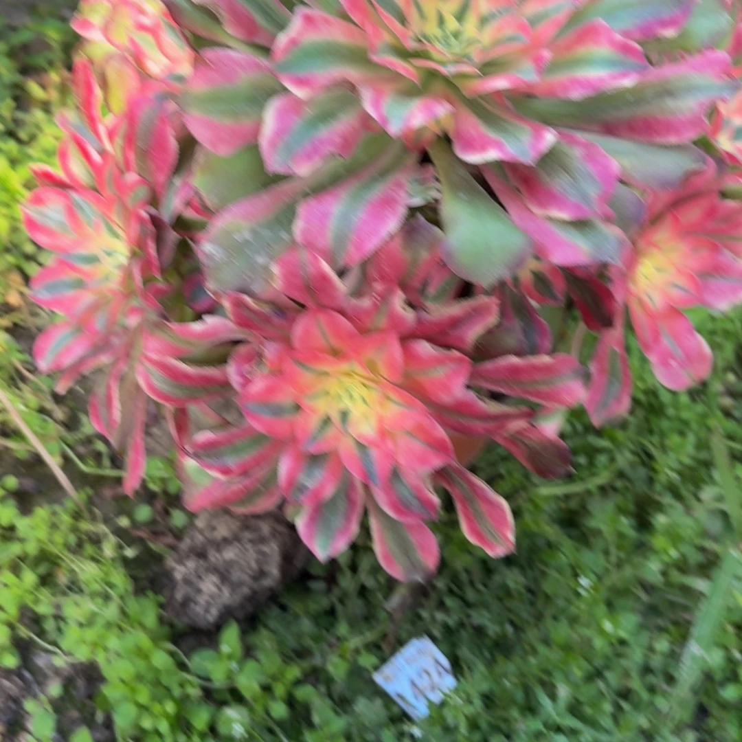 128多肉植物捧花的时候