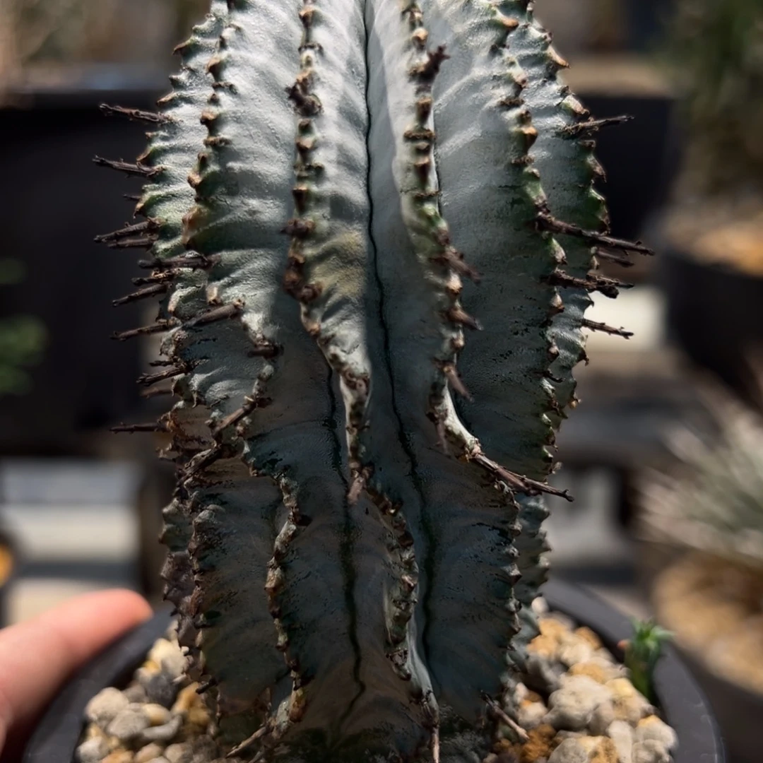 S***＊68魁伟玉带盆发货植物