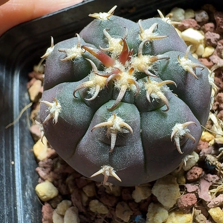 422猫爪实生脱土发货