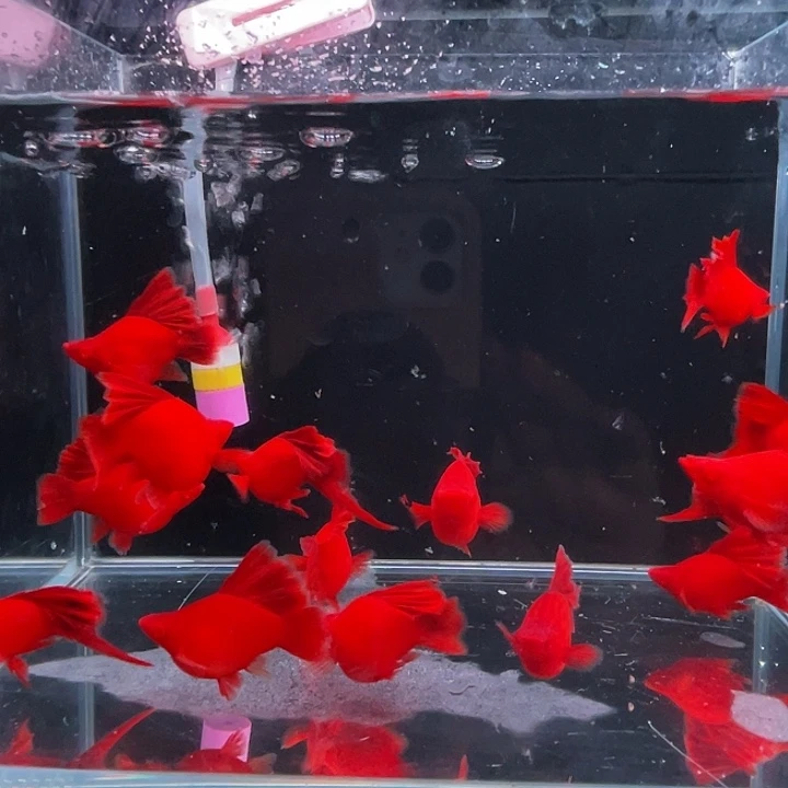 海水鱼高稽红箭球一对