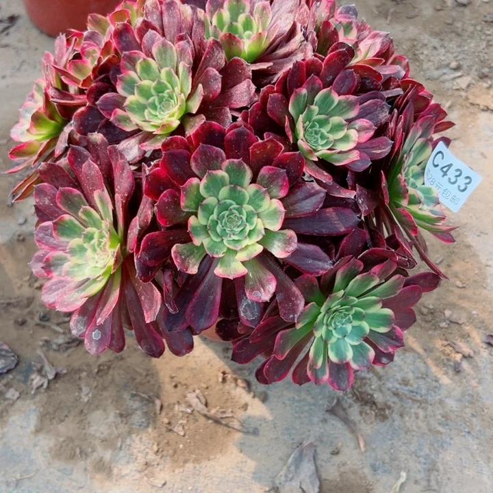 433红金刚多肉万植物