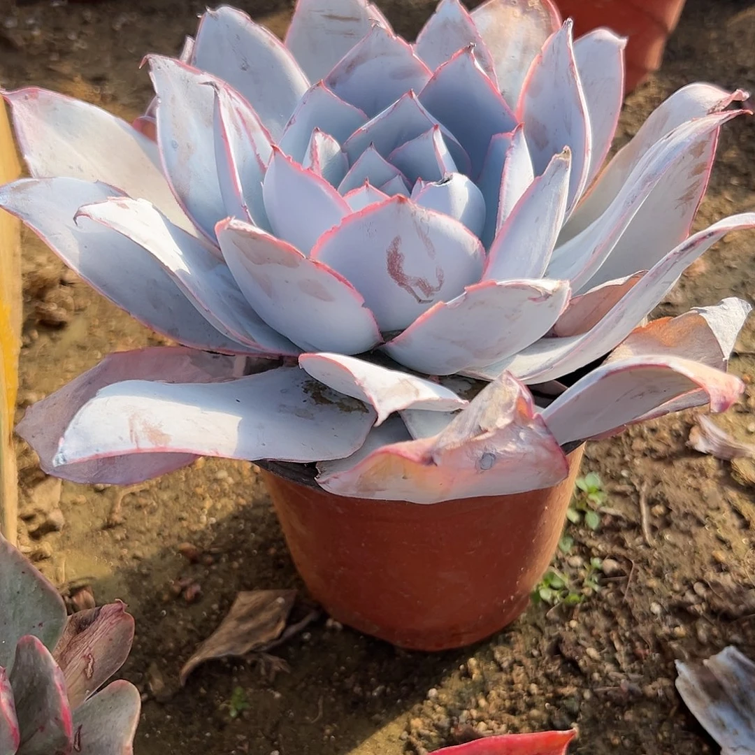 多肉植物单头广寒宫