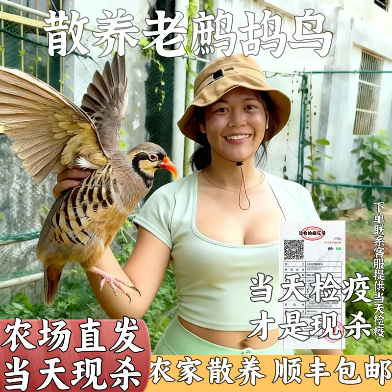 老鹧鸪鸟生鲜禽肉飞龙鸪呱呱鸡肉野鸽子肉散养现杀鸡老母鸡