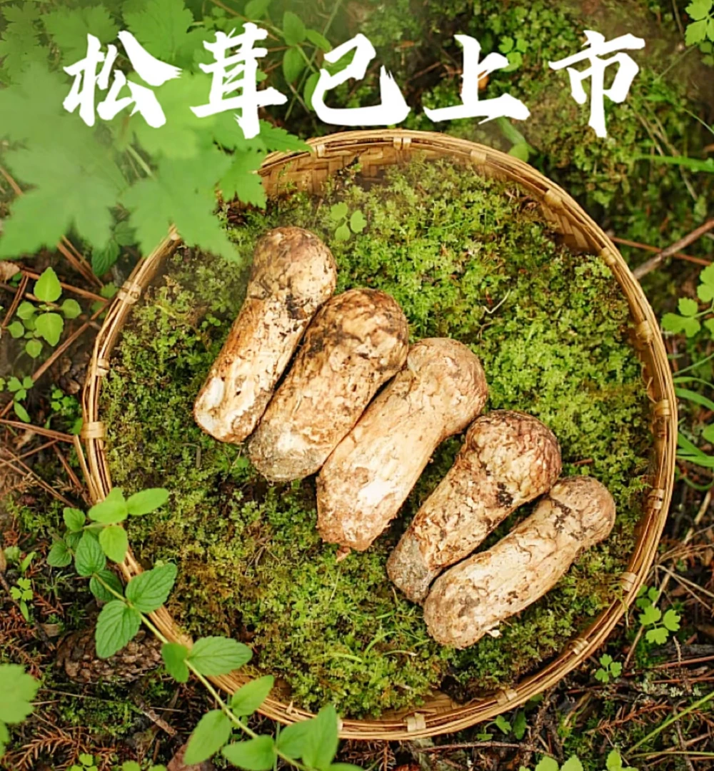 香格里拉松茸顺丰空运发货