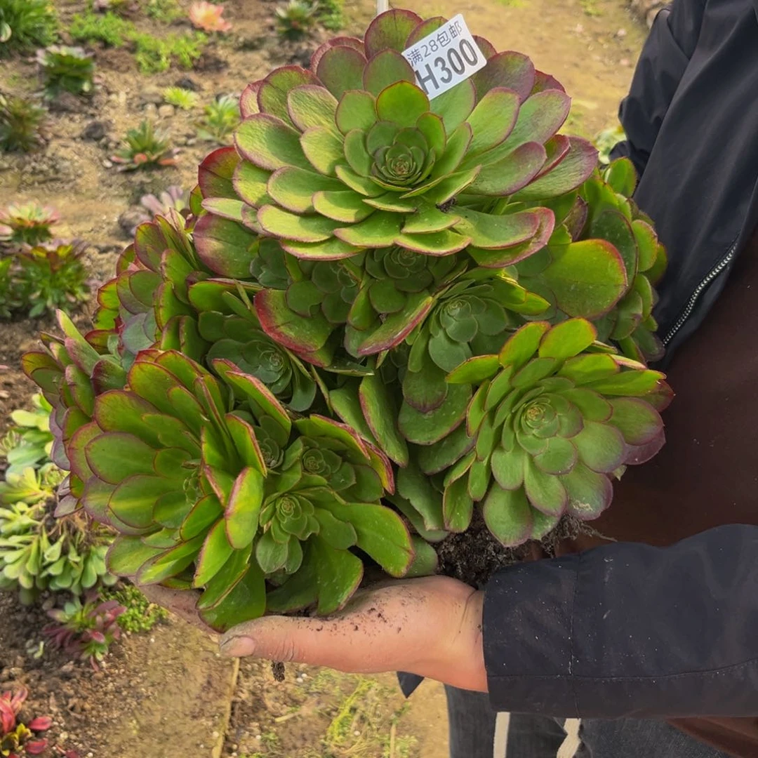 300多肉植物一物一拍