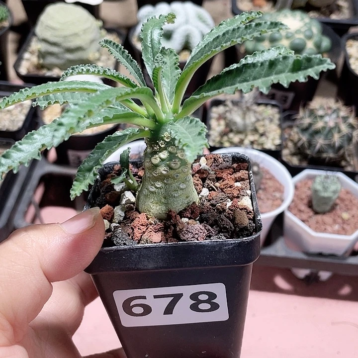 678椰子琉桑块根