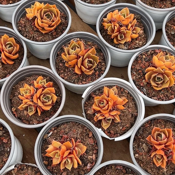 小  红灯群  福利多多