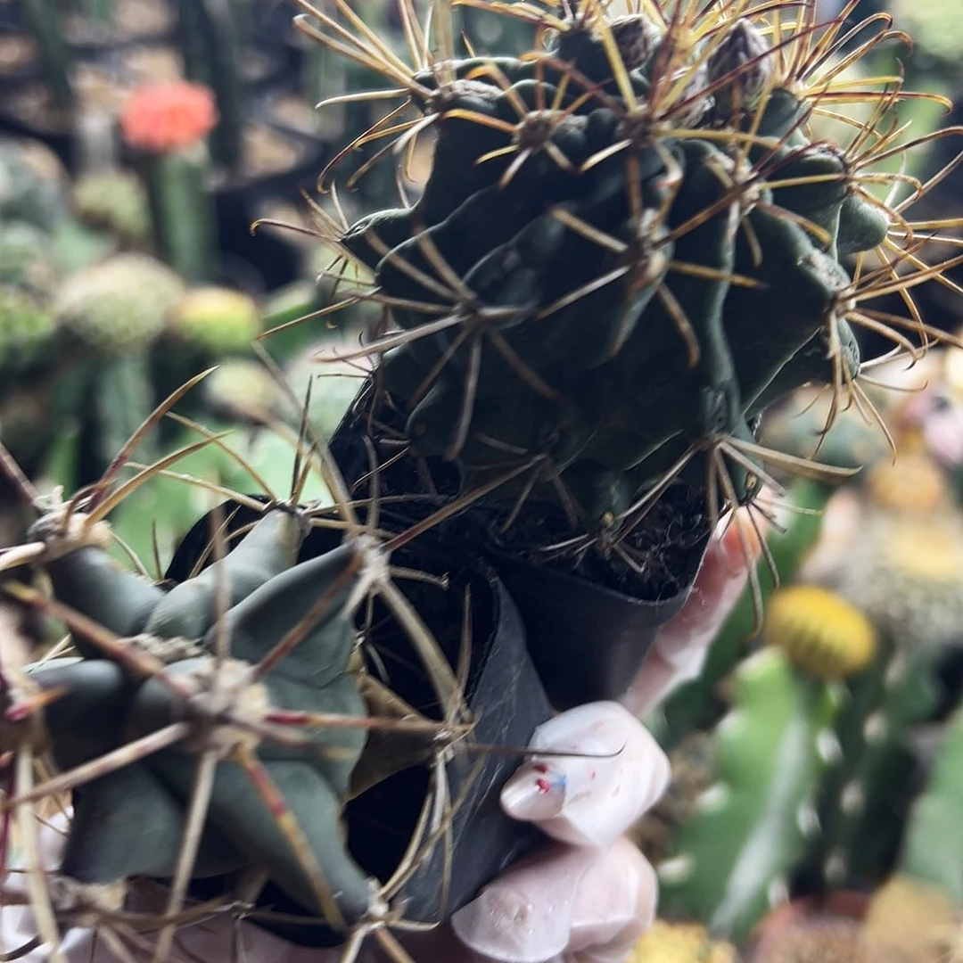 黑罗莎组合仙人球111111111