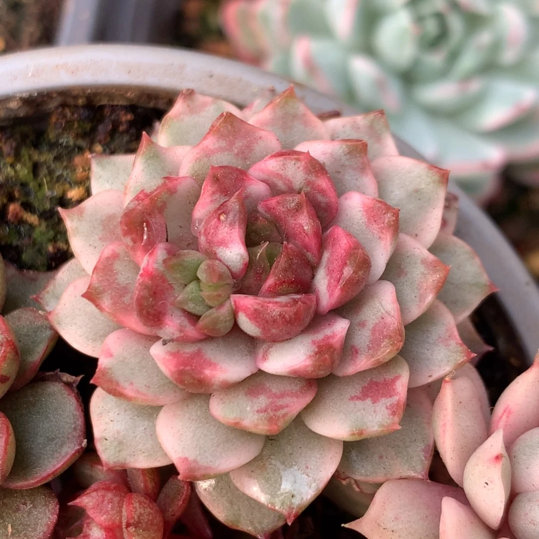 血燕j j j j j j j