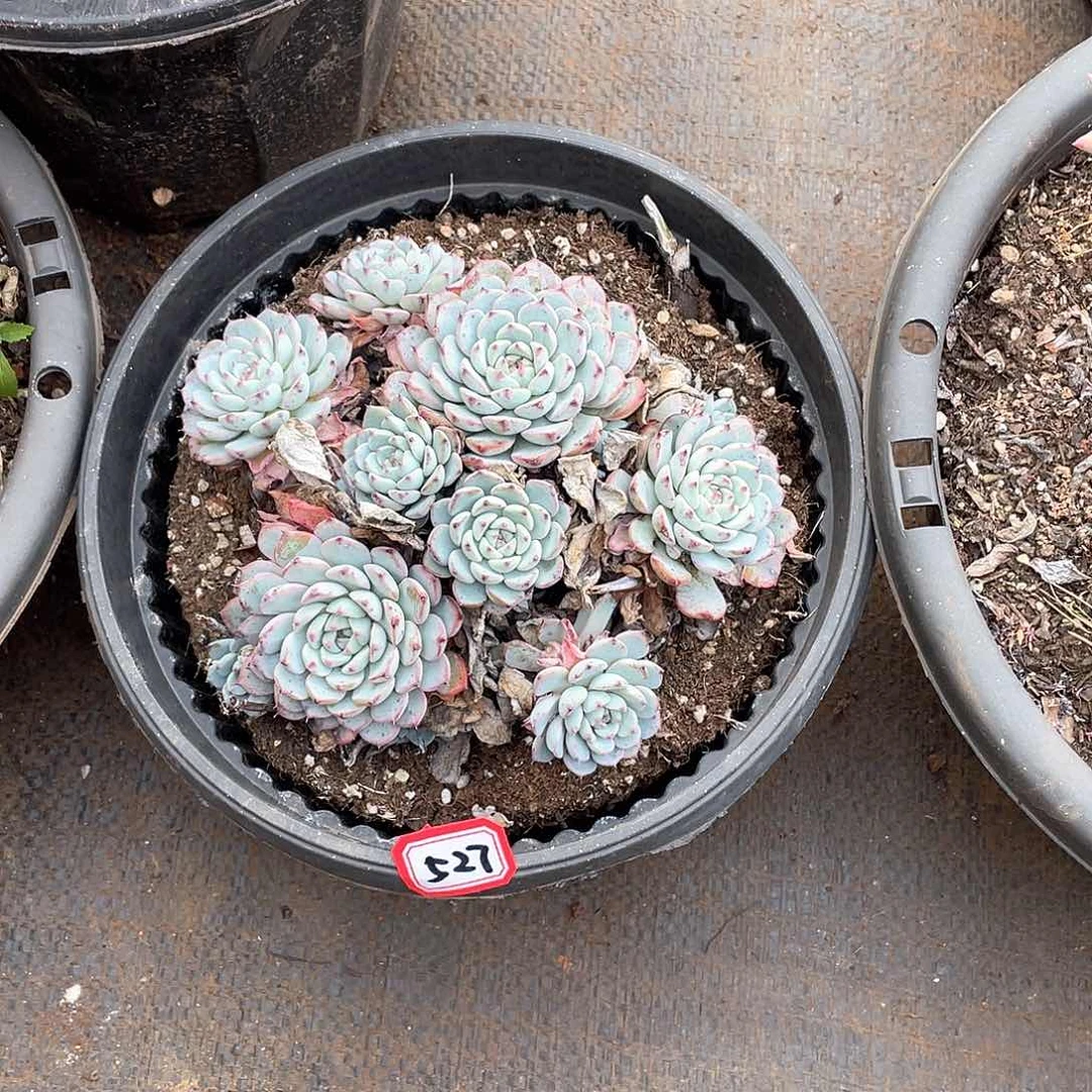 527姬莲 一物一拍多肉