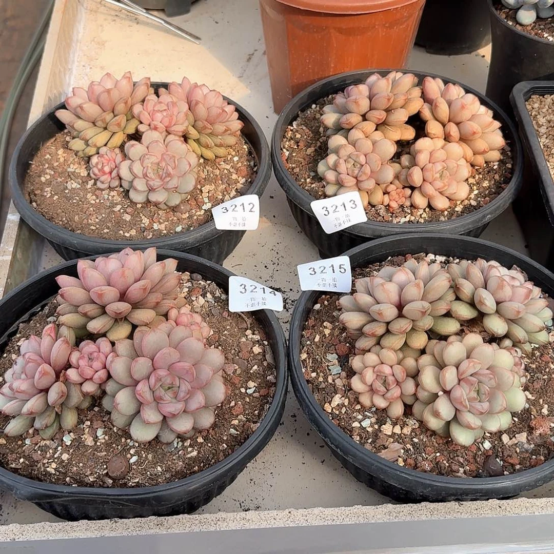 8****S3212 3213 3214 3215葡萄