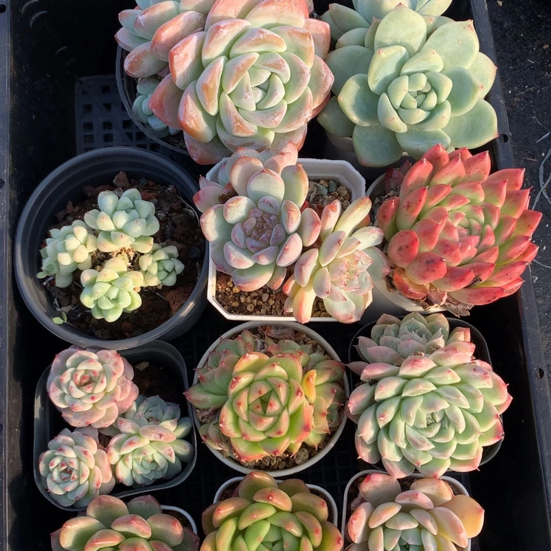 1120-89 套餐一组