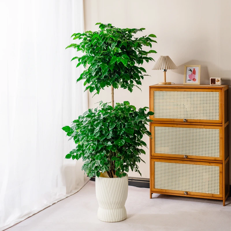 【送货上门】【1.2-1.4米】双层幸福树室内好养净化空气吸甲醛