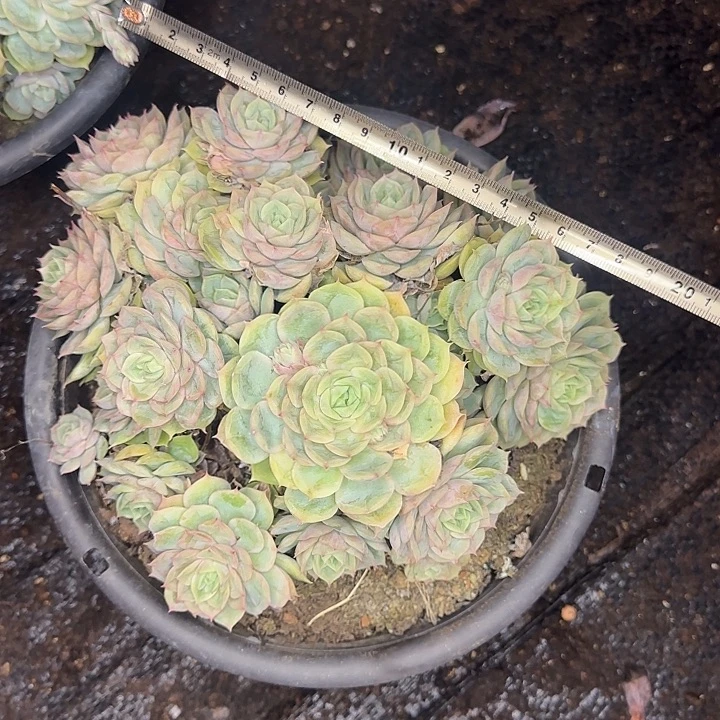 多肉植物一物一拍昂斯诺537